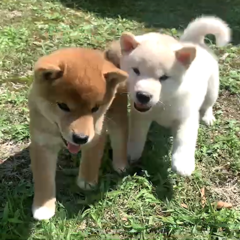 飼い主募集中です！